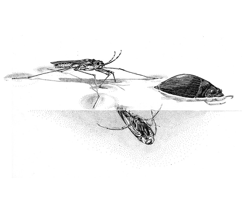 how do aquatic insects use the surface of water?