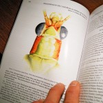colored pencil head on inside