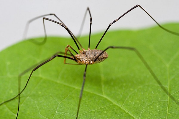 800px-Harvestmen_Close_Macro