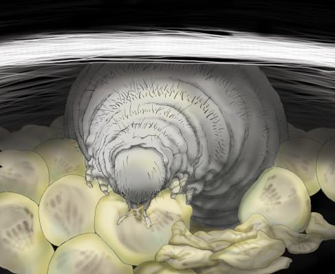 tenderly feeding from within the eggsac
