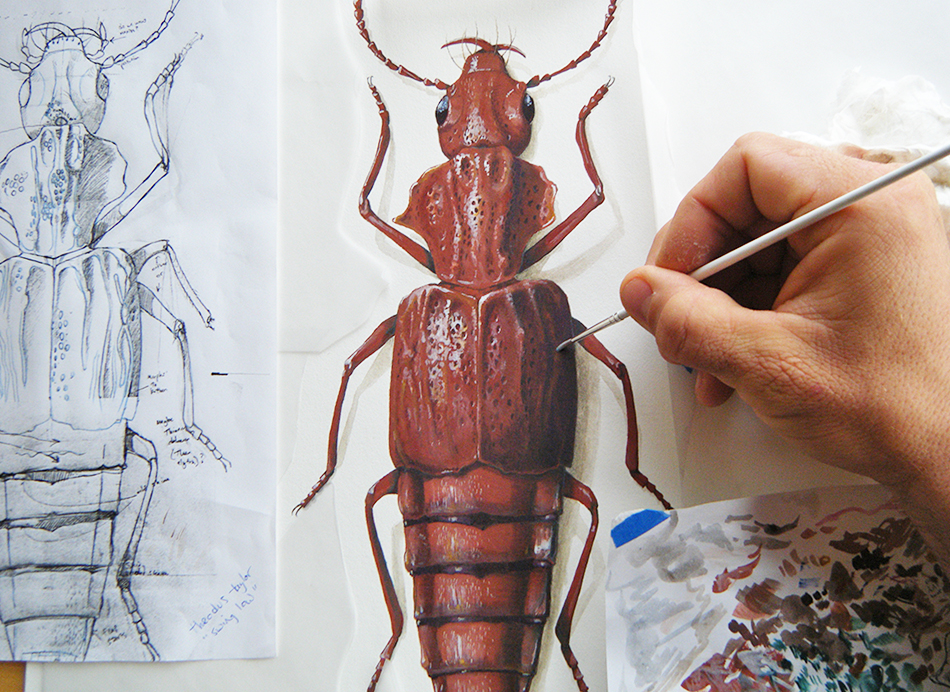 how to paint a Rove beetle the size of a grain of rice?