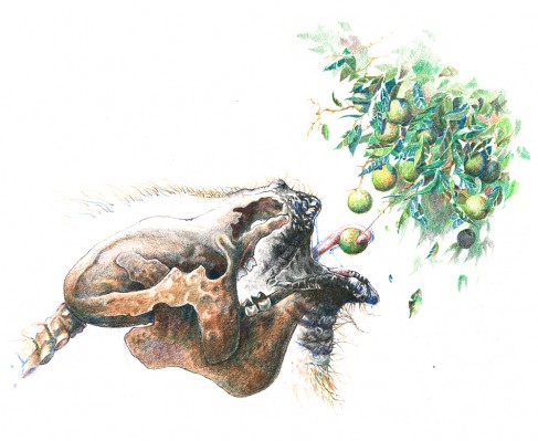 were giant ground sloths responsible for the hugeness of this fruit?