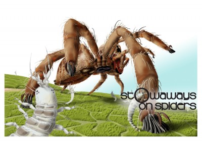 newly hatched mantispid larvae await the ride of their lives