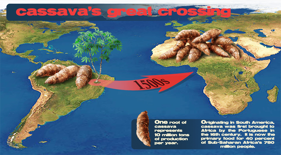 How many people in Africa owe their existence to cassava crossing the Altantic?